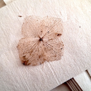 Könnte beinhalten: Ein zartes, getrocknetes Hortensienblüten-Skelett liegt auf strukturiertem, cremefarbenem Papier. Das komplizierte Adernnetz ist sichtbar und zeigt die natürliche Schönheit der Pflanze. Das Papier hat ein subtiles, gealtertes Aussehen.