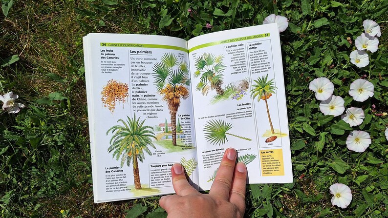 Vintage Tree Guide Book, Botanical Colour Plates, Scrapbooking Supplies ...