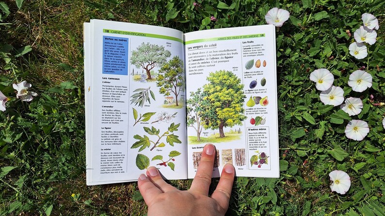 Vintage Tree Guide Book, Botanical Colour Plates, Scrapbooking Supplies ...
