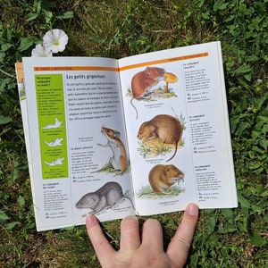 Libro di fauna selvatica di montagna d'epoca, illustrazioni di tavole colorate ad acquerello, forniture per diari, scrapbooking, diario di spazzatura, ecologia, conservazione