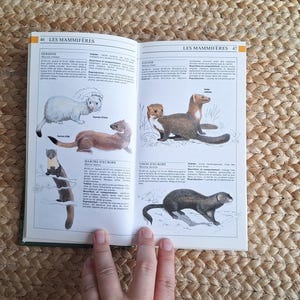 Guida di libri d'epoca illustrata con tavole colorate e illustrazioni ad acquerello sulla fauna selvatica, forniture per diari per scrapbooking, diario di spazzatura