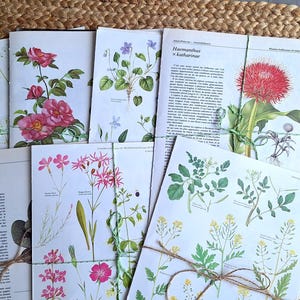 FLEURS 100 g ~ 40 pages de livre !! Pack botanique éphémère de carnets de scrapbooking avec des images vintage et des pages de livres illustrées