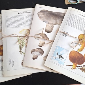 FUNGHI / FUNGHI Kit da 40 pagine di libri!! Pacchetto di effimere botaniche per scrapbooking, diari spazzatura con immagini vintage e pagine di libri illustrate