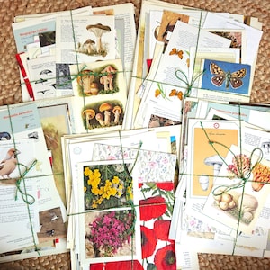 Meer dan 50 stuks: FOREST-ephemerapakket voor scrapbooking en junkdagboeken met vintage afbeeldingen, geïllustreerde boekpagina's, enz.