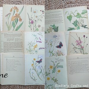 Edith Holden Vintage Book Pages Pack - Country Diary of an Edwardian ...