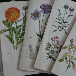 Packung mit 24 Buchseiten, Vintage botanische Farbe Blumenplatten Illustrationen Blumendrucke Lieferungen für Scrapbooking Junk Journaling, Collage