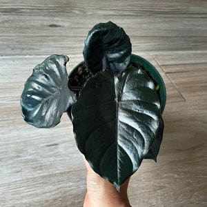 Alocasia Infernalis Kapit - Black Leaves 6” Pot