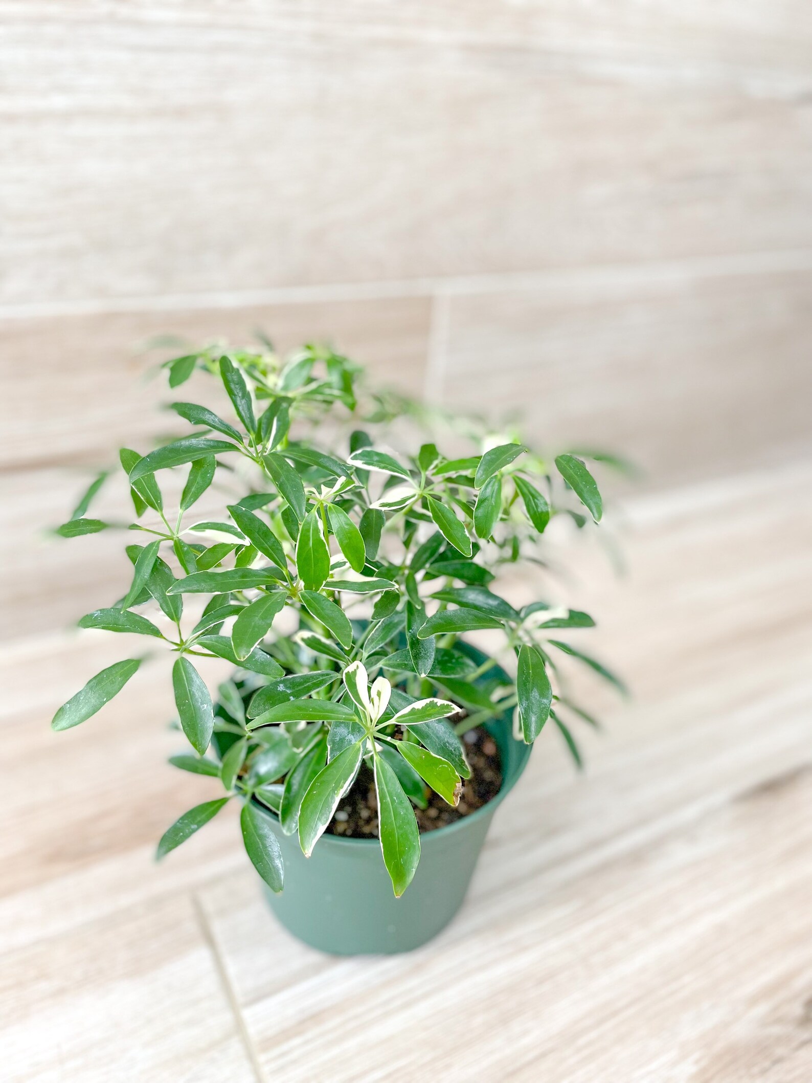 Dwarf Umbrella Plant Variegates in 6 pot Etsy