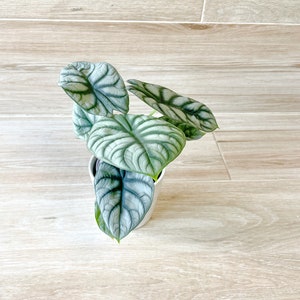 Alocasia Silver Dragon 4” or 6”- Houseplant Alocasia Baginda