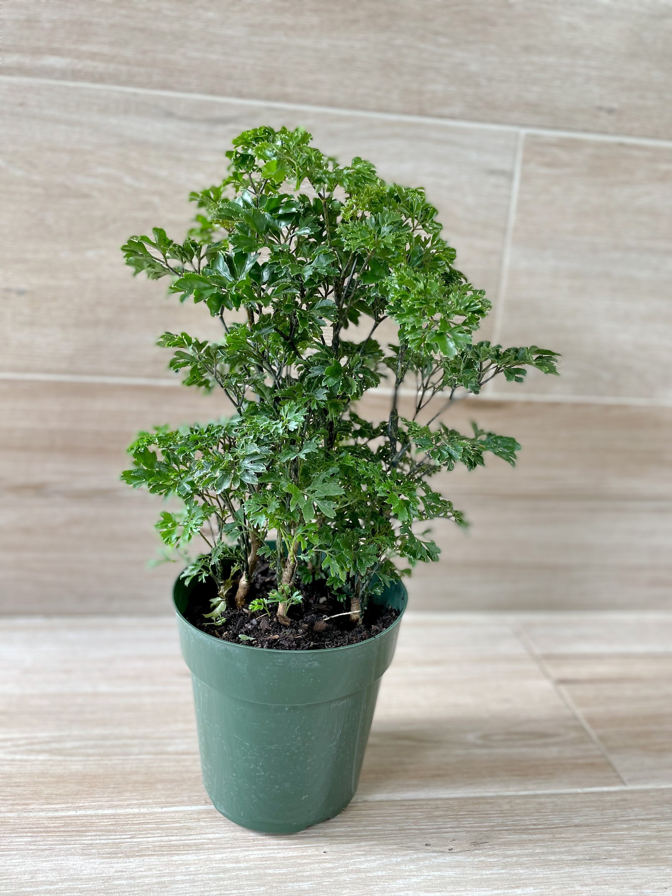 Ming Aralia Parsley Polyscias Fruticosa Elegans Etsy