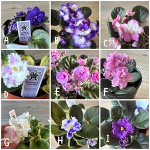 African Violet Plant - 3” - 4”pots or leaf cuttings