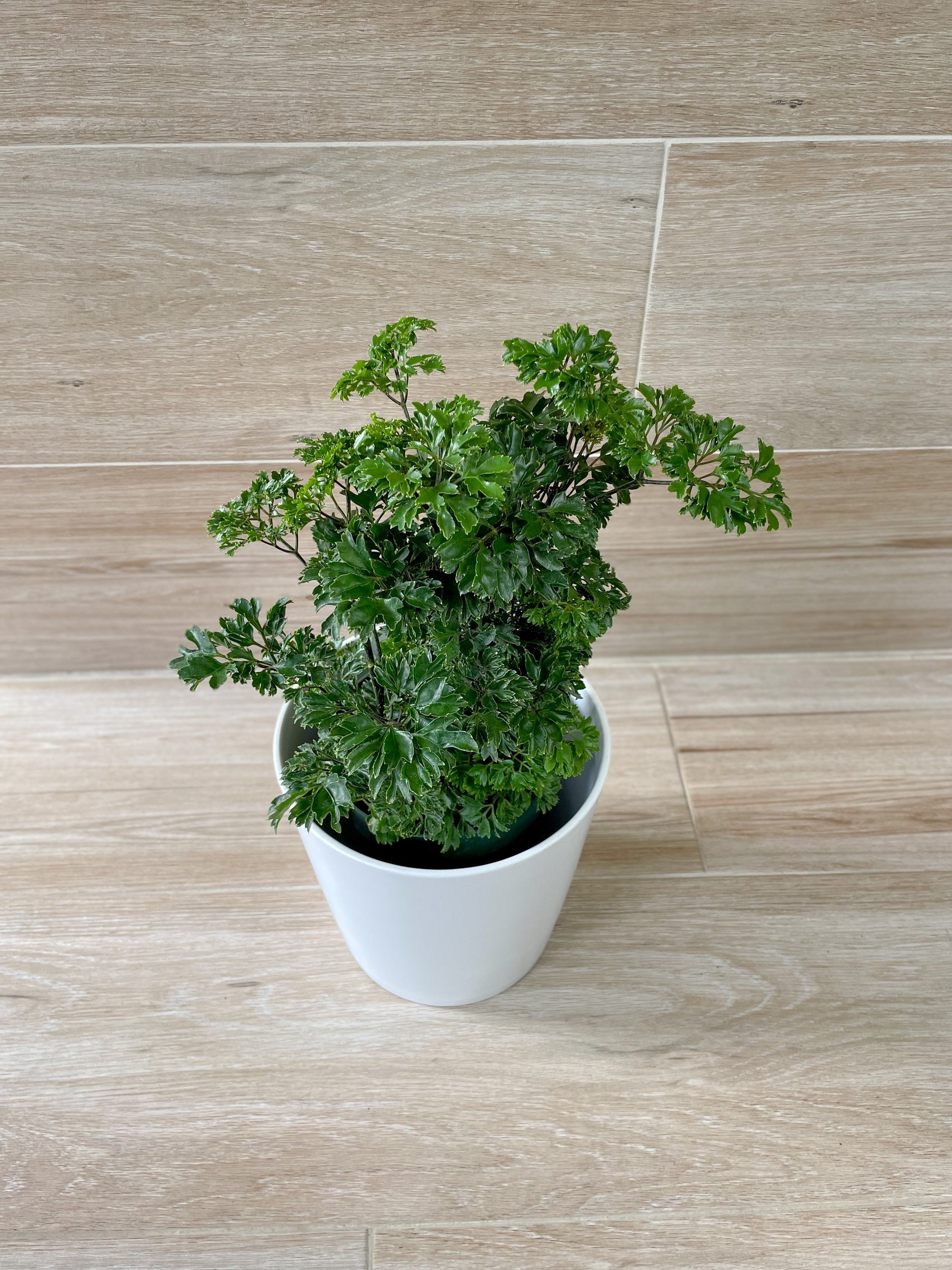 Ming Aralia Parsley Polyscias Fruticosa Elegans Etsy