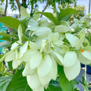 Mussaenda Plant White Flower in 6” Nursery Pot - Not in Bloom
