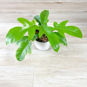 Philodendron Squamiferum Fuzzy Petiole