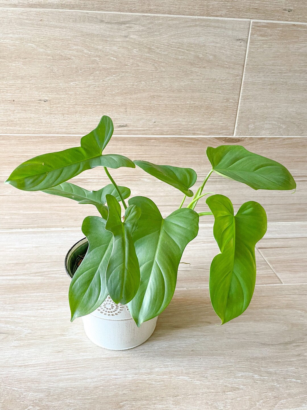 Philodendron Bipennifolium Horse Head Philodendron Etsy