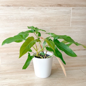 Philodendron Mexicanum