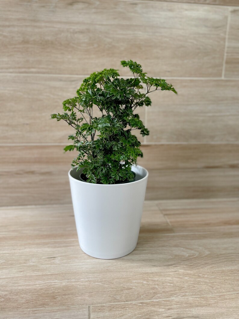 Ming Aralia Parsley Polyscias Fruticosa Elegans Etsy