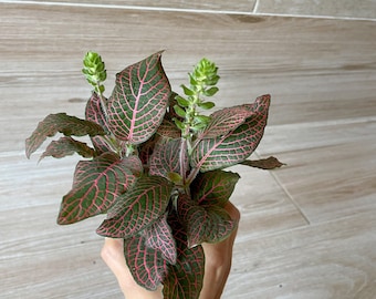 Fittonia Argyroneura - Nerve Plant in 3” Nursery Pot