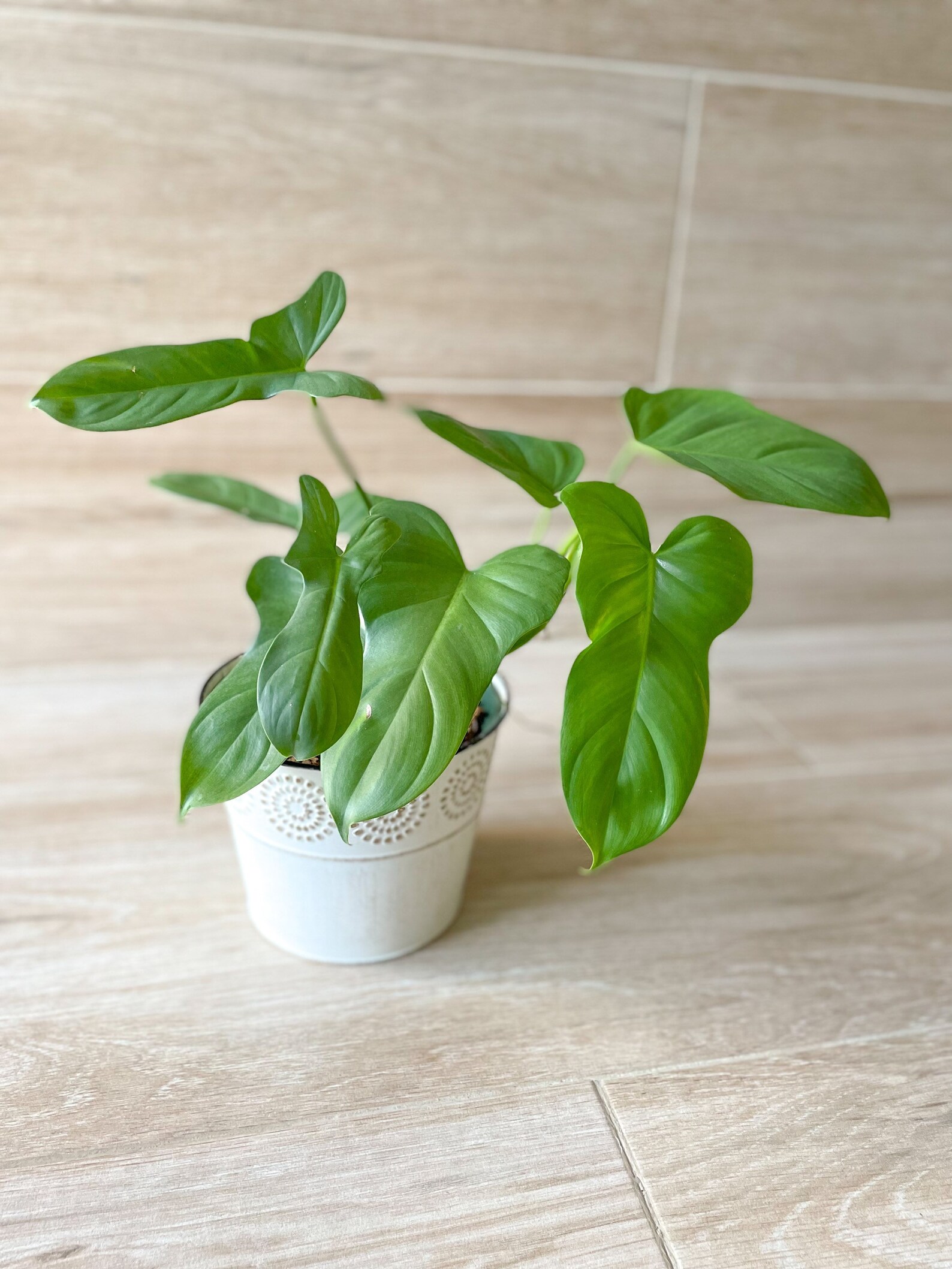 Philodendron Bipennifolium Horse Head Philodendron Etsy