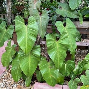 Philodendron Red Emerald - Philodendron Erubescens