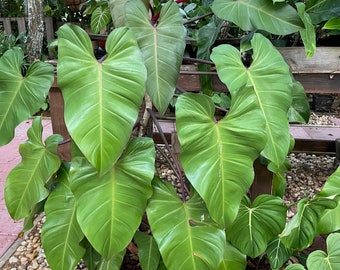 Philodendron Red Emerald - Philodendron Erubescens