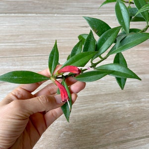 Aeschynanthus - Lipstick Plant Cutting Red or Orange Flowers