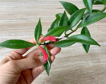 Aeschynanthus - Lipstick Plant Cutting Red or Orange Flowers