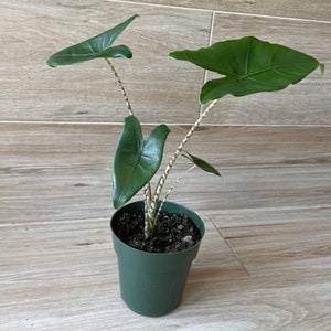 Alocasia Zebrina 6” Pot