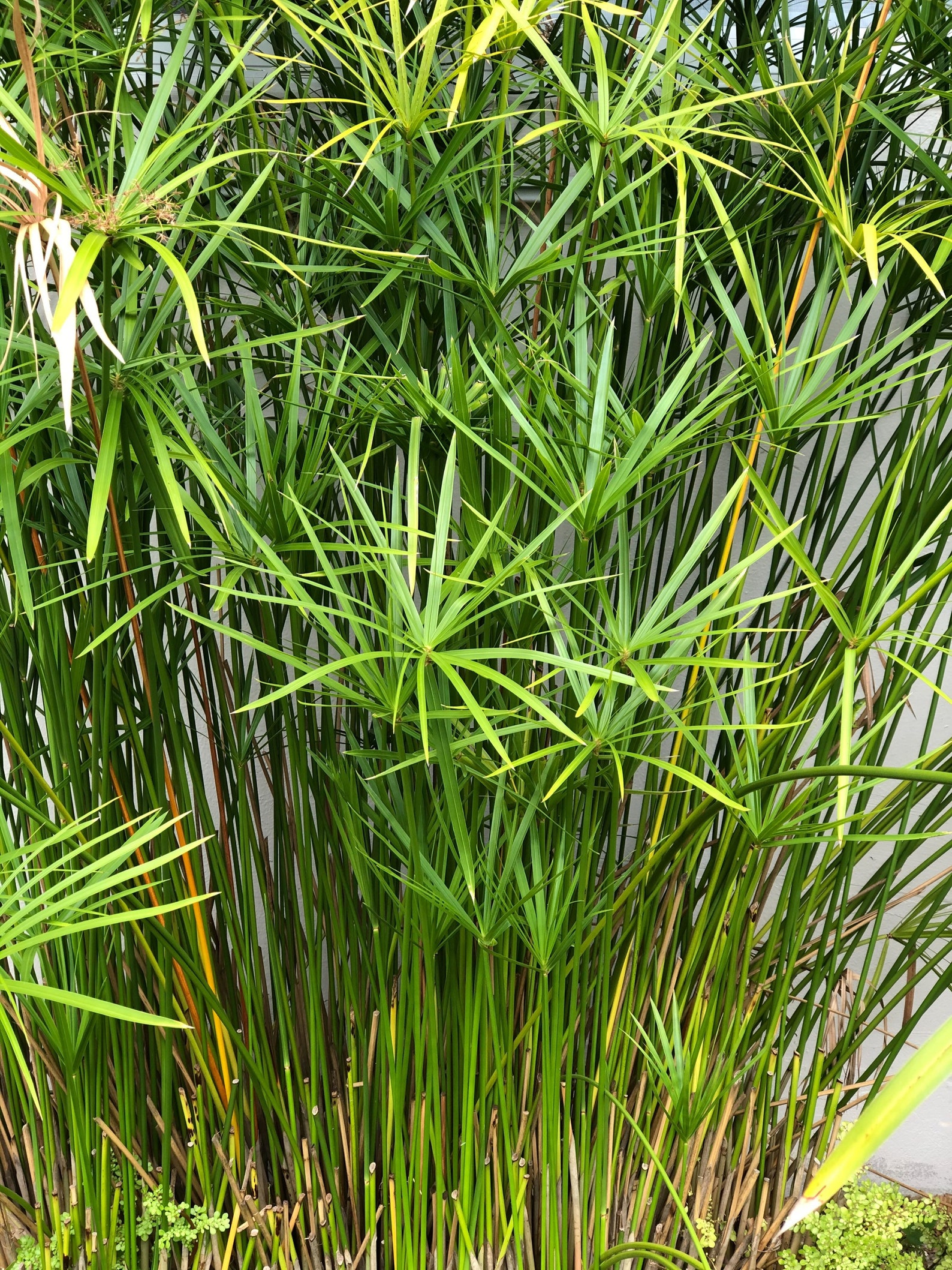 dwarf papyrus plant dwarf papyrus plant