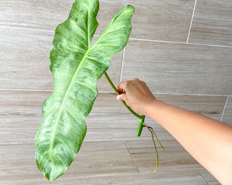 Philodendron Paraiso Verde - US Seller - Rare Aroid