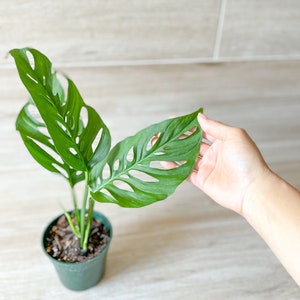 Monstera Adansonii Laniata Cutting 1 node one leaf unrooted, 4” or 6” nursery pot