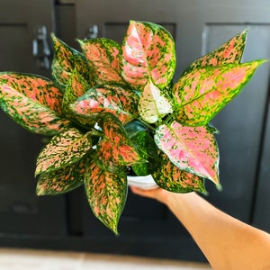 Aglaonema Wishes Chinese Evergreen 6” Nursery Pot