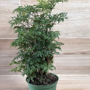 Ming Aralia Plant
