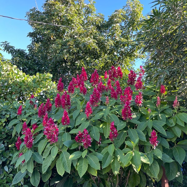 Brazilian Red Cloak Plant - Red Flower -Megaskepasma Erythrochlamys - Florida - 4” Nursery Pot