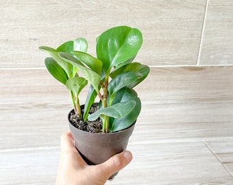 Peperomia Obtusifolia - Green Peperomia in 3” Nursery Pot