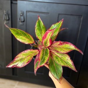 Red Aglaonema in 6” pot Red Lipstick Plant - Chinese Evergreen