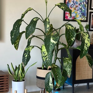 Dieffenbachia Puerto Rico or Dieffenbachia Snow - Dumb Cane Plant - Cutting
