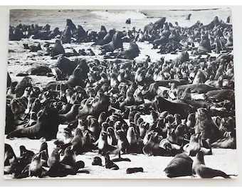 Vintage Photo of Fur Seals taken from a Submarine Deck, Kamchatka Russia USSR