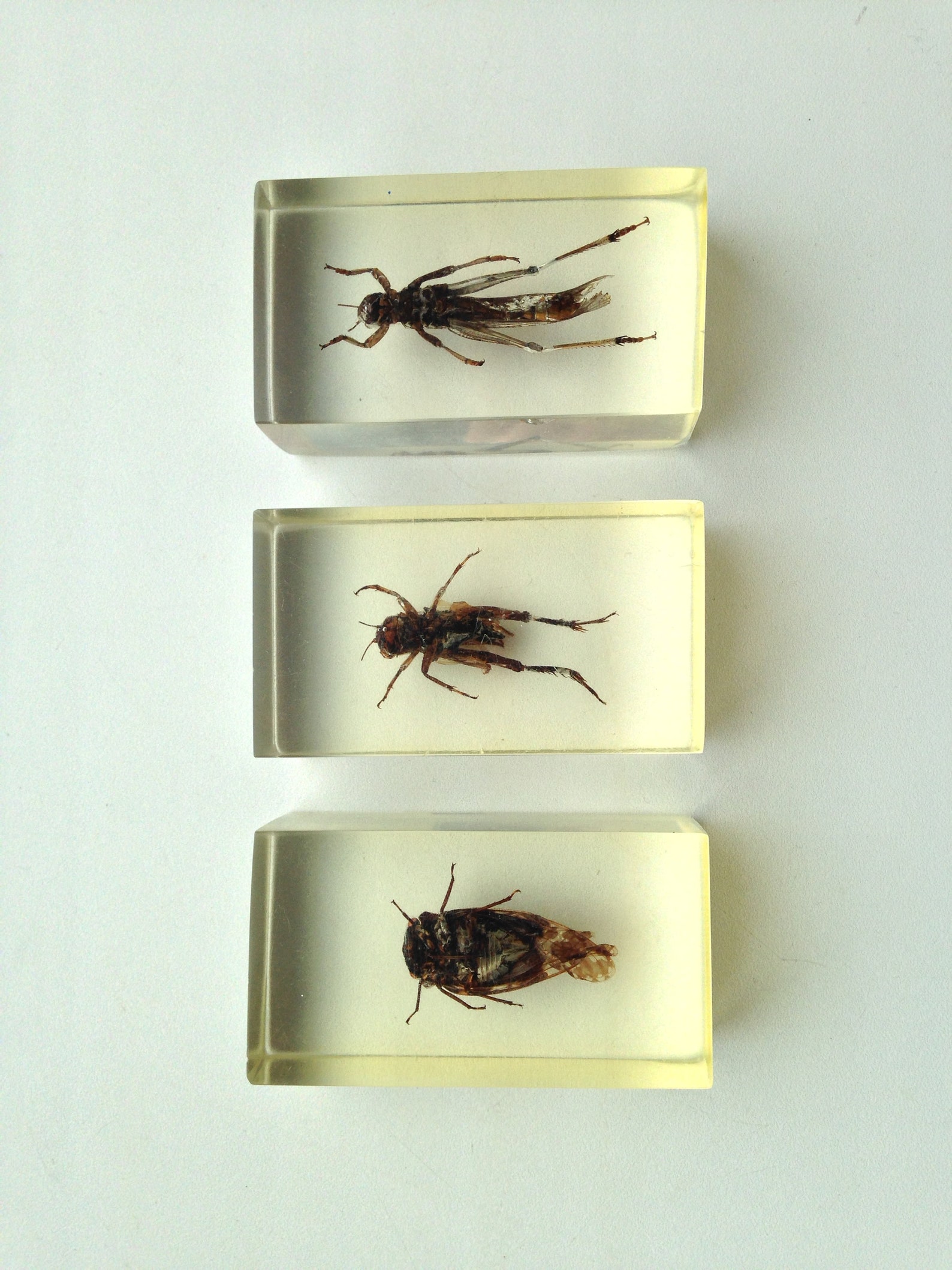 Vintage Bugs Insects Taxidermy In Glass Resin Block Etsy