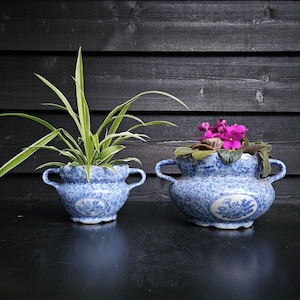 Puede incluir: Dos macetas de cerámica azul y blanca con asas, una con una planta verde y blanca, la otra con vibrantes flores rosas. Las macetas tienen un diseño moteado y un motivo floral. Se encuentran sobre una superficie oscura contra un fondo de madera oscura.