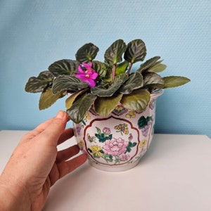 May include: A green African violet plant in a white ceramic pot with a floral design. The pot has pink, yellow, green, and blue flowers and butterflies painted on it.