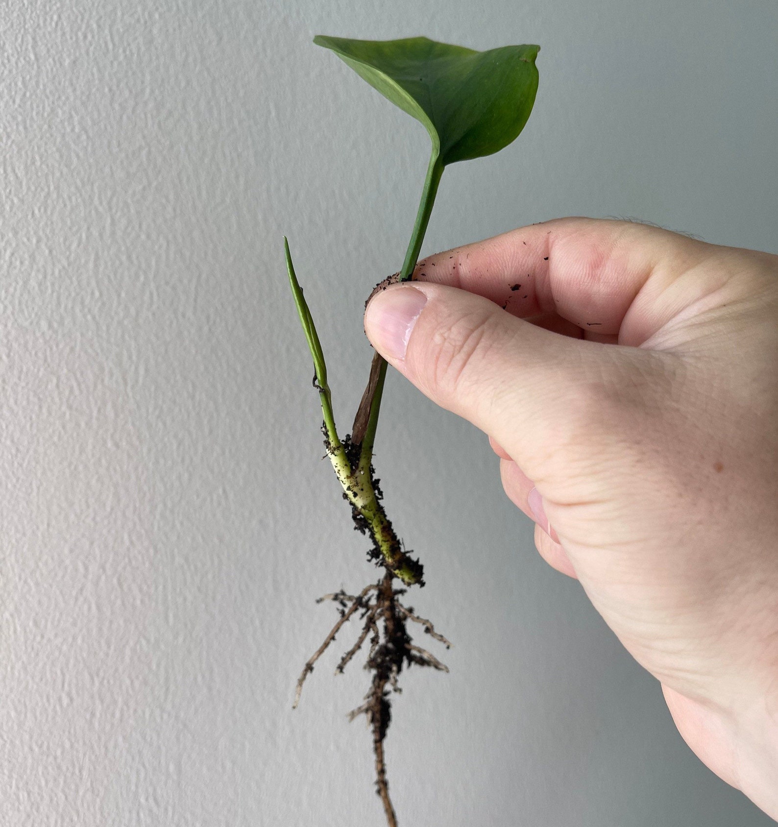 Golden Pothos Epipremnum aureum Devils Plant Devils Ivy Etsy