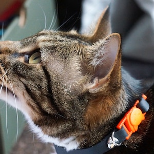 May include: A brown tabby cat with white markings wearing an orange and black collar with a bell. The cat is looking up and to the right.