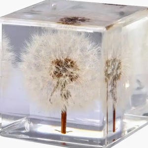 Real dandelion in a cube, art,  book nook, paperweight, &quot; Make a wish&quot; Perfect gift, minimalist. Shelf decor.
