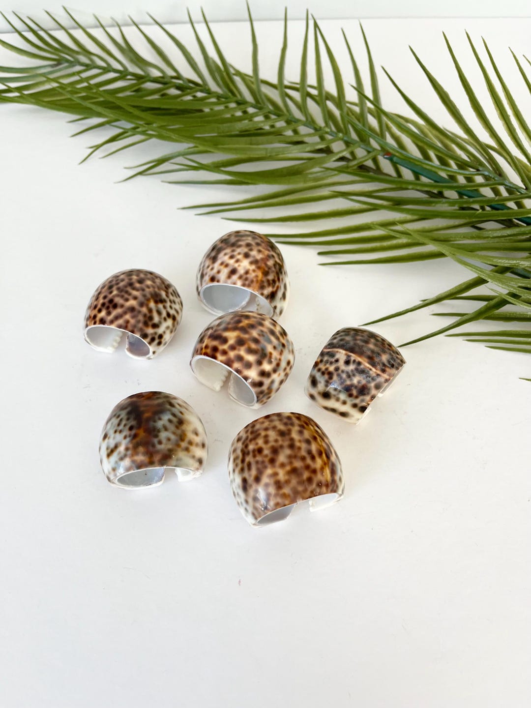Tiger Cowrie Shell Napkin Rings - Etsy