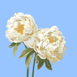 Set wenskaarten witte pioenrozen