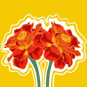 Set wenskaarten heldere goudsbloemen
