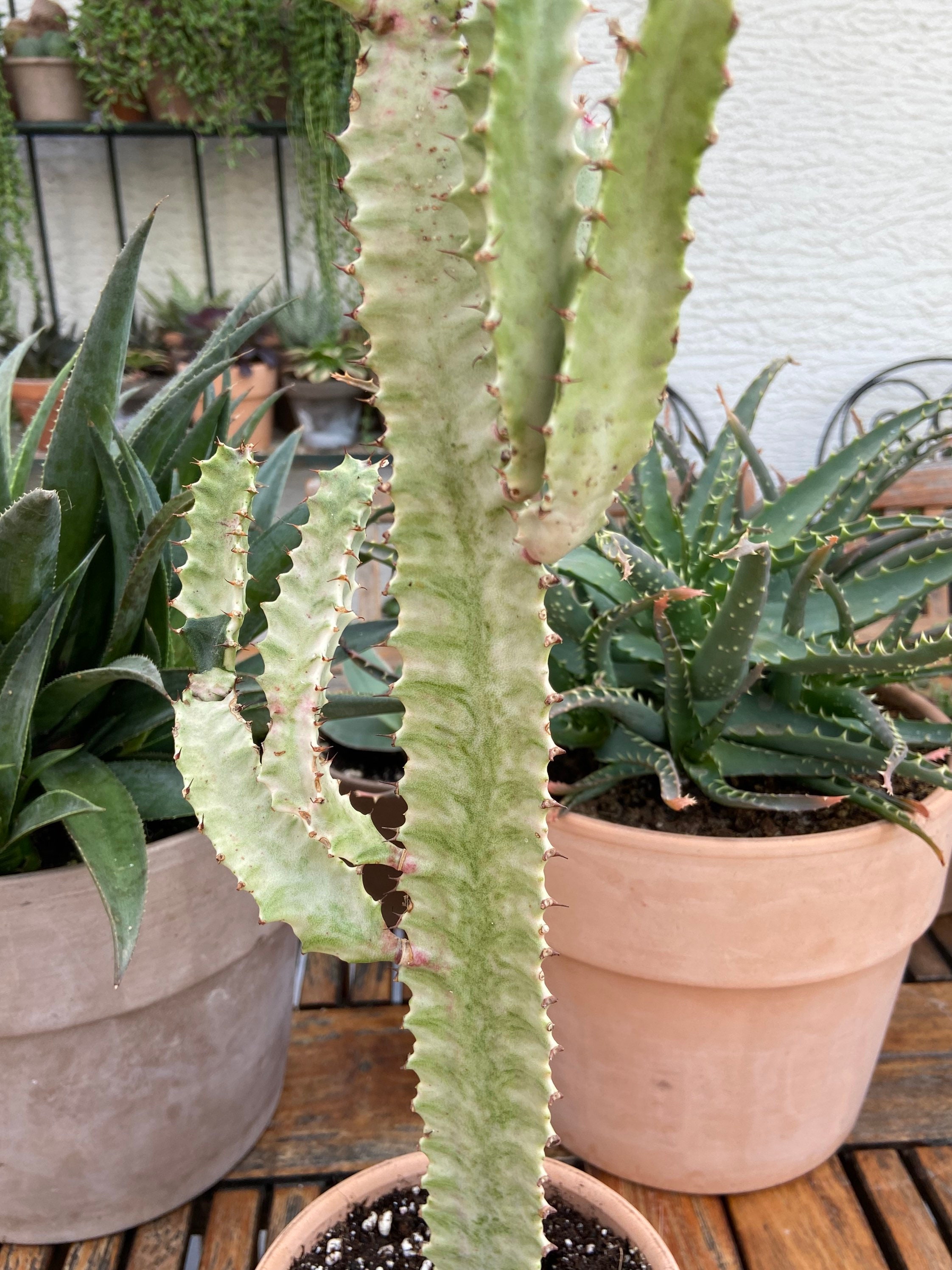 Euphorbia Trigona Variegata.