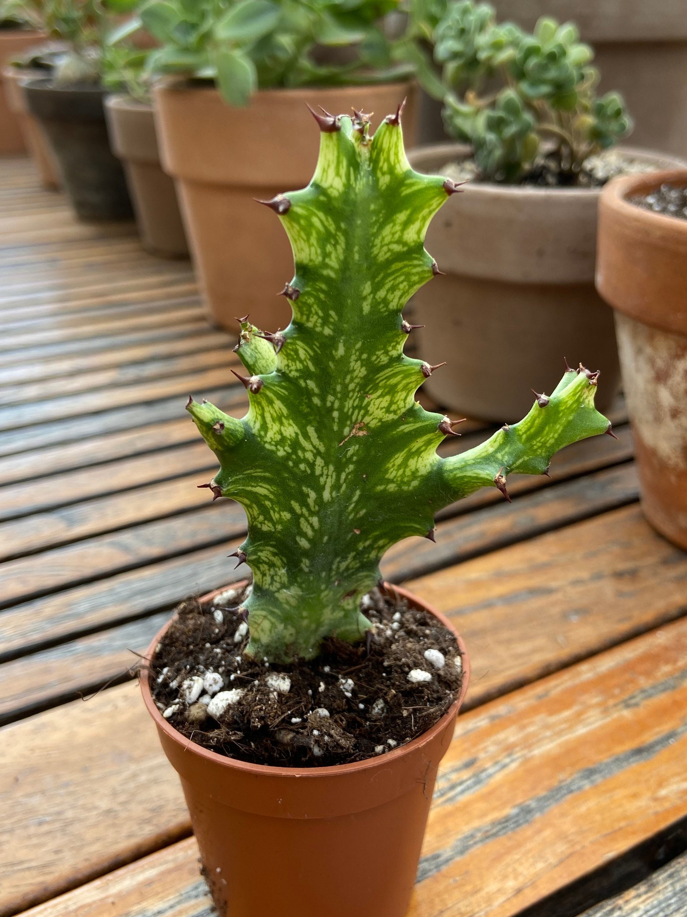 Euphorbia Trigona Variegata Mint Cream.