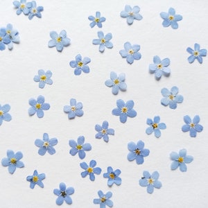 May include: A white background with many small blue forget-me-not flowers scattered across the surface.